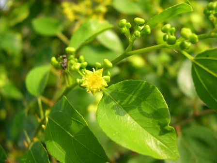 Paliurus spina-christi / Marruca